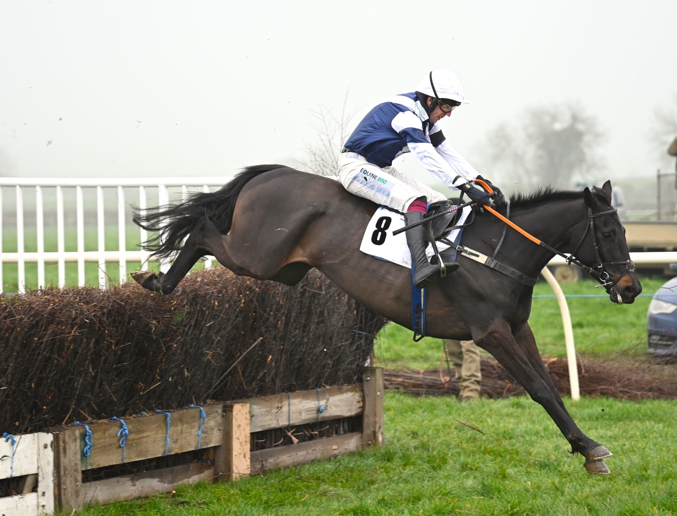 Six-hit Newman on young-horse double - GB Pointing