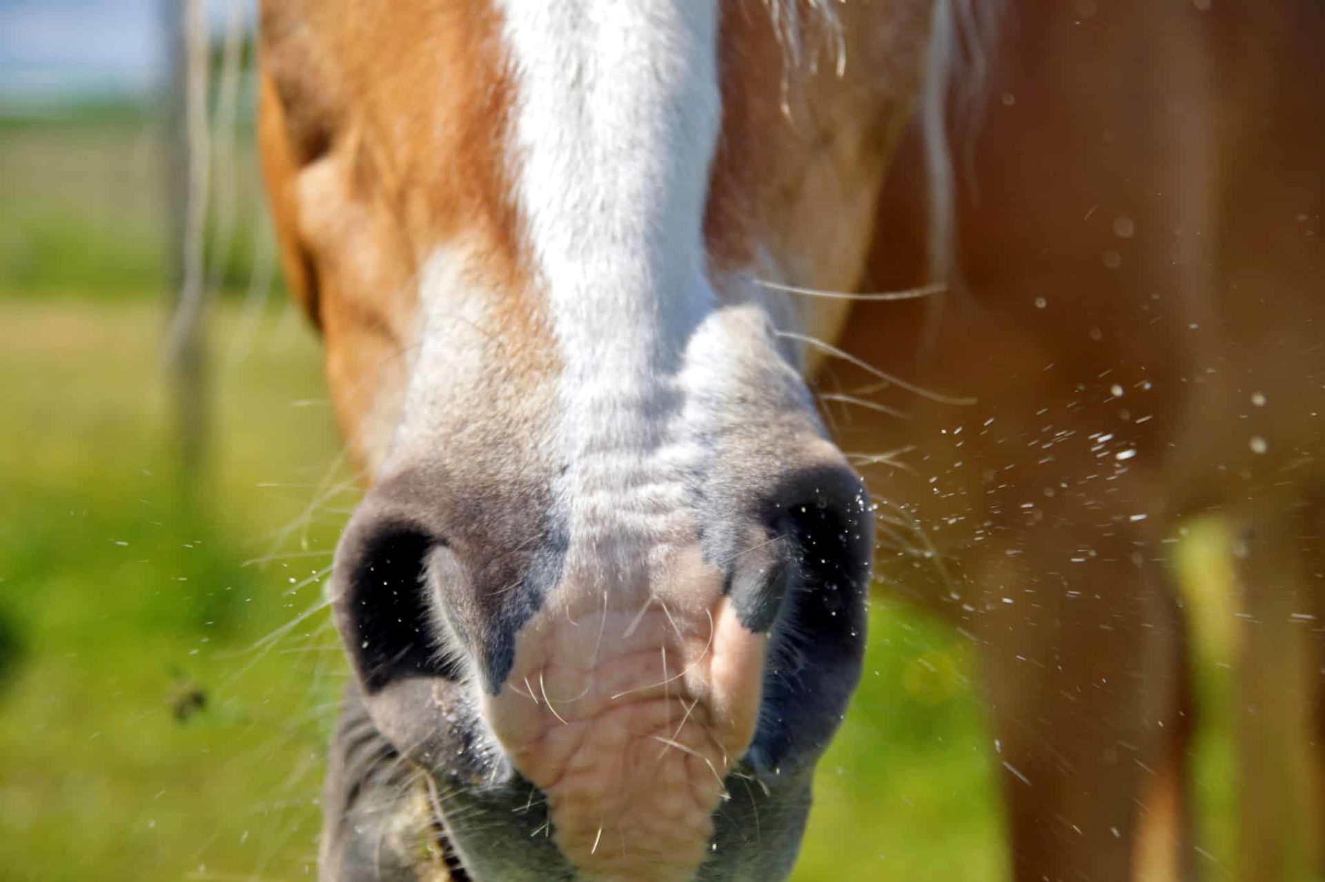 EQUINE INFLUENZA UPDATE RE WEEKEND FIXTURES AND NON-POINTERS - GB Pointing
